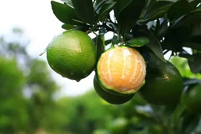 華逸府聯(lián)手德慶皇帝柑，為您帶來入冬的第一口甜~~