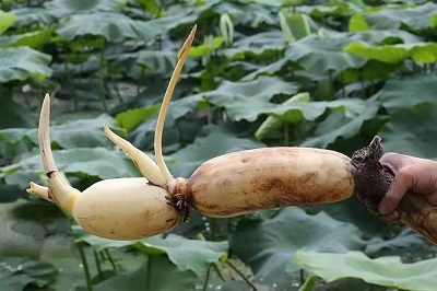 華逸府聯(lián)手湖北洪湖藕、江永芋頭，為您帶來健康原生態(tài)食材